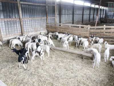 Su una piccola altura ci si imbatte in un allevamento di 300 pecore